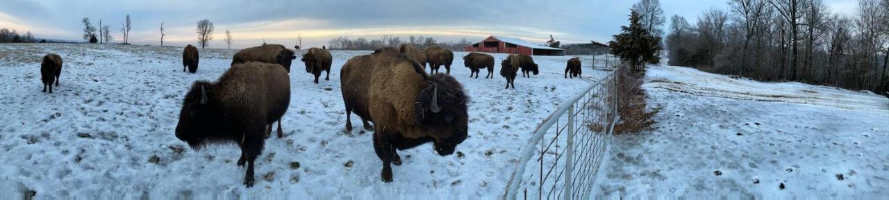 Marshall Amish Made Cedar Cabin With A Loft On A Buffalo Farm Close To The Buffalo River מראה חיצוני תמונה